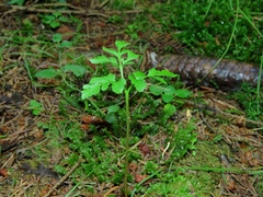 Sceptridium multifidum