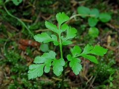 Sceptridium multifidum