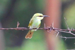 Merops orientalis