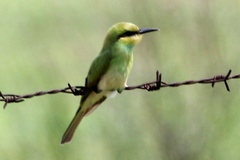 Merops orientalis