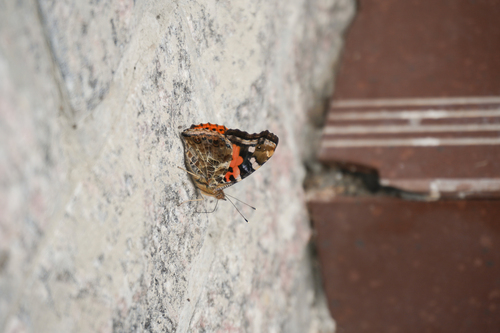 Indian Red Admiral