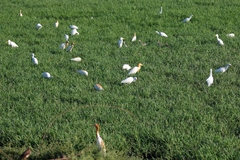 Bubulcus ibis