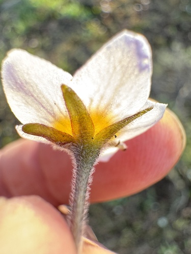 Image of Hesperochiron pumilus by no rights reserved