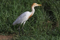 Bubulcus ibis
