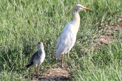 Bubulcus ibis