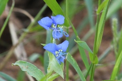 Commelina forskaolii