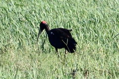 Pseudibis papillosa