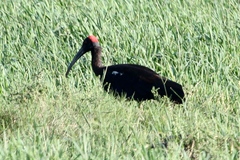 Pseudibis papillosa