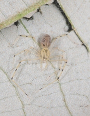Scytodes pallida