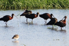 Plegadis falcinellus