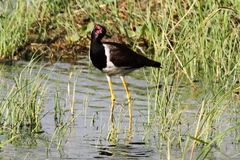 Vanellus indicus