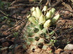Coryphantha robustispina scheeri