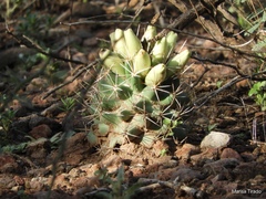 Coryphantha robustispina scheeri