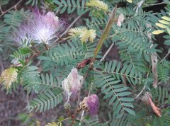 Calliandra riparia