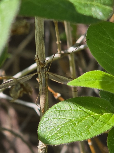Unknown species found near Boise, ID 83706, USA
