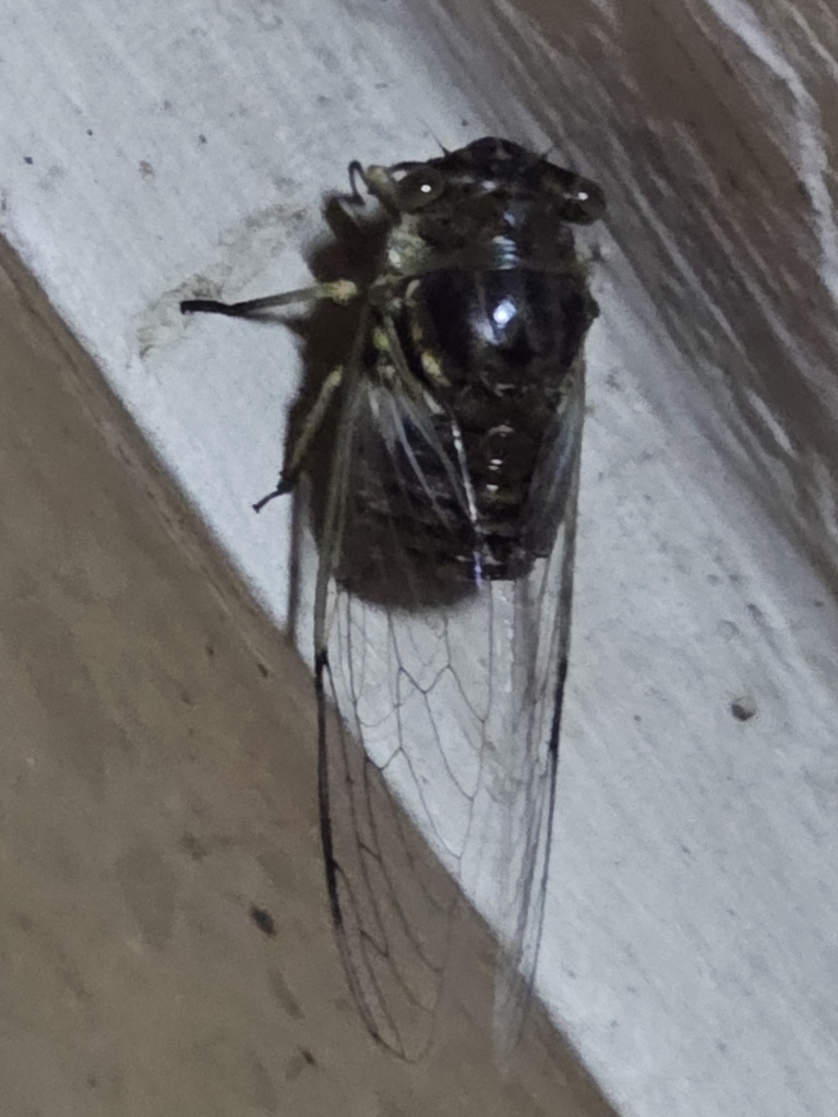 Ariasa albimaculosa