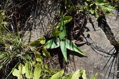 Image of Ledebouria luteola by (c) Hildegard Klein, some rights reserved (CC BY)