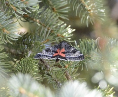 Catocala semirelicta