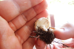 Lactifluus subvellereus