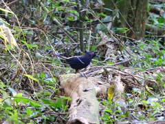 Pyriglena leucoptera