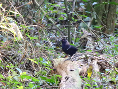 Pyriglena leucoptera