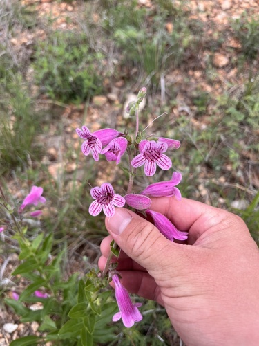 Heller's Beardtongue (Penstemon triflorus)