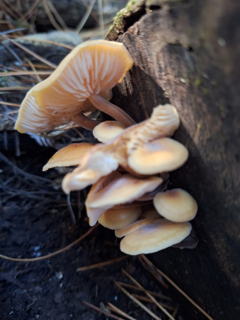 Flammulina velutipes · April 2025 · photo: © heidimeudt (iNaturalist, cc-by)