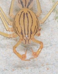 Scytodes pallida