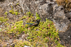 Chalcostigma stanleyi