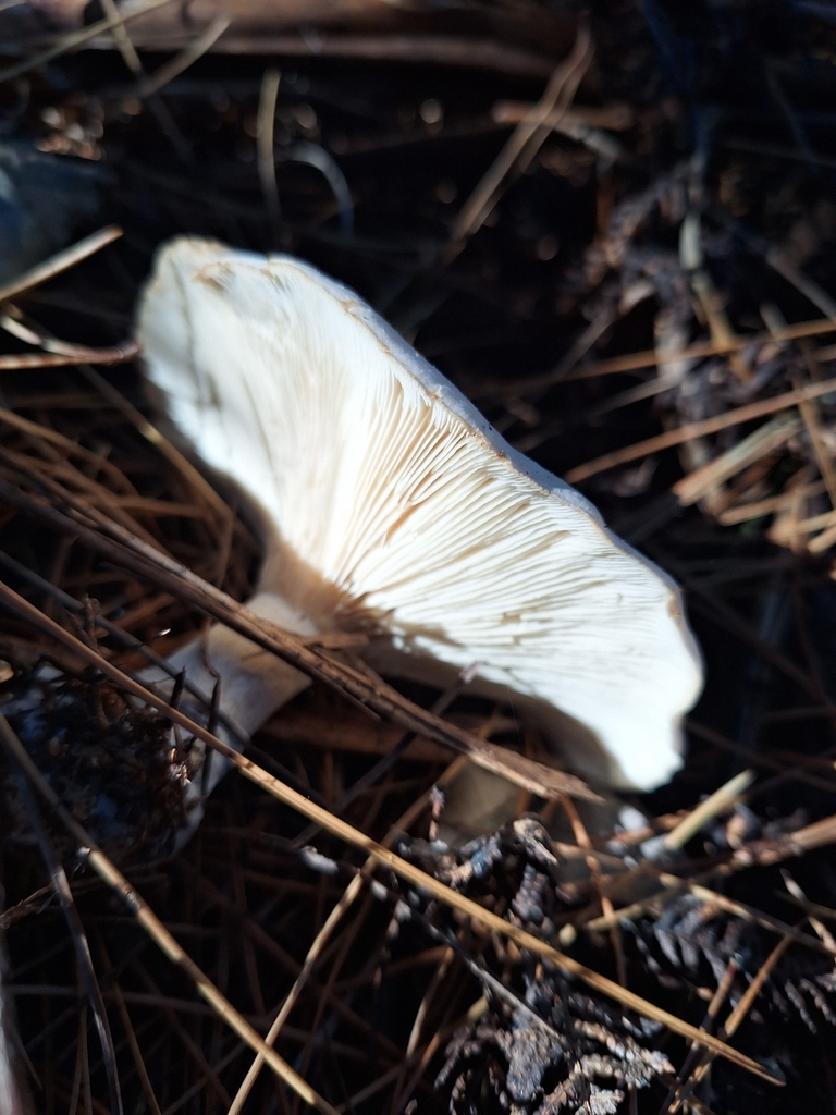 Clitocybe nebularis · April 2025 · photo: © heidimeudt (iNaturalist, cc-by)