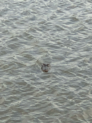 American Alligator photographed in Mississippi