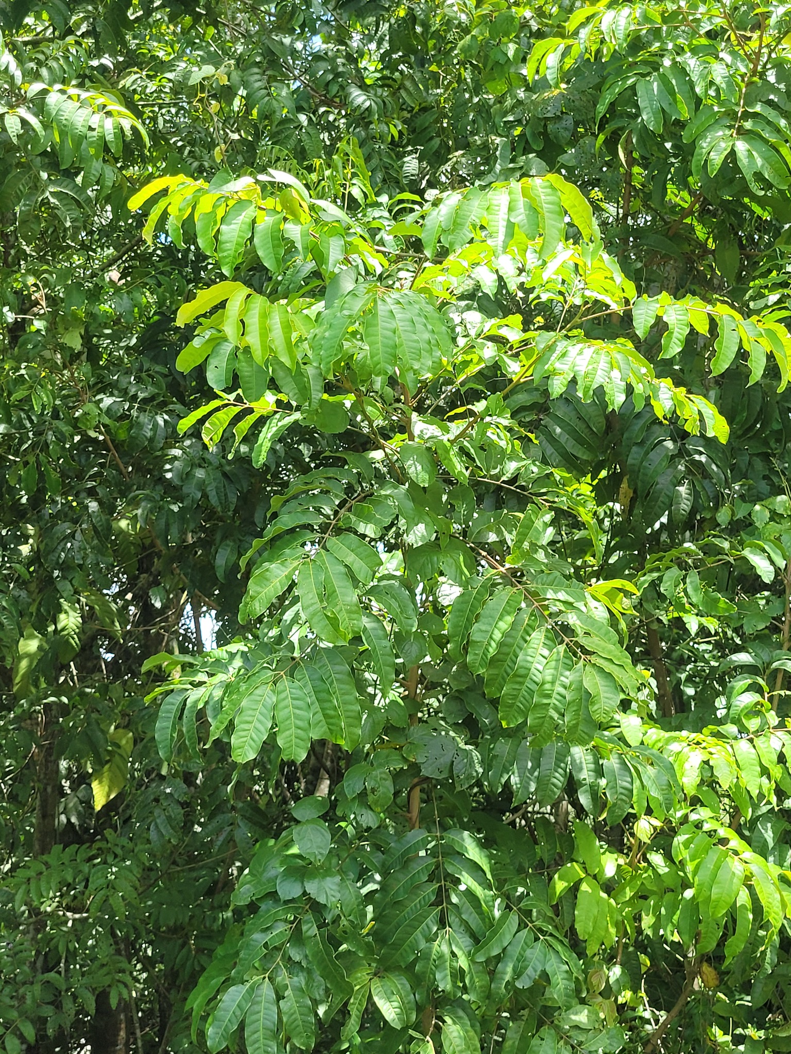 Imagem de Pau-pombo