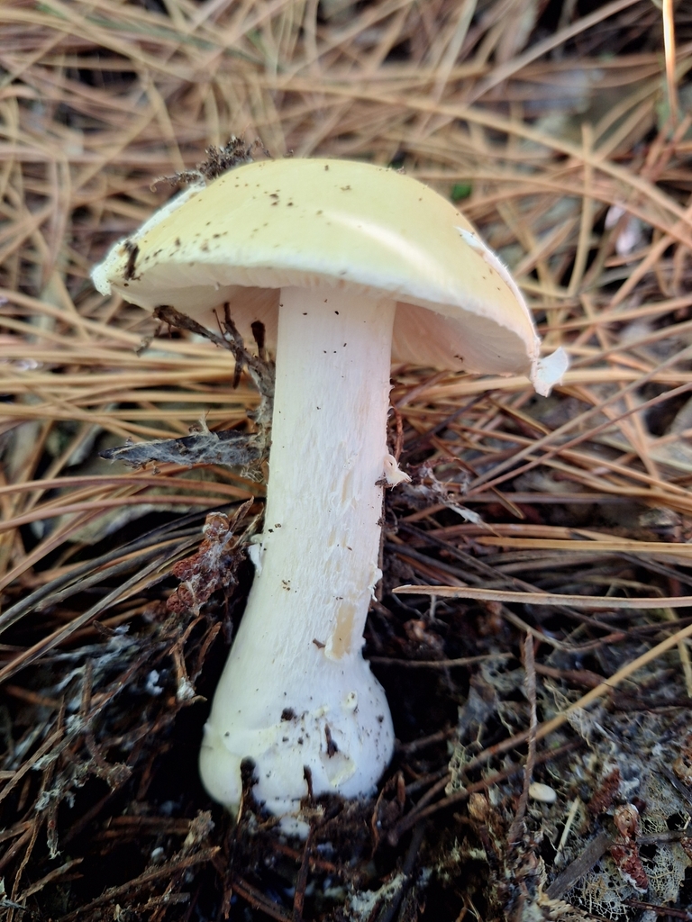 Amanita junquillea · April 2025 · photo: © heidimeudt (iNaturalist, cc-by)