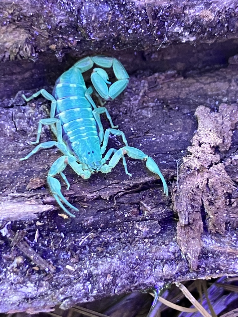 Hentz striped scorpion