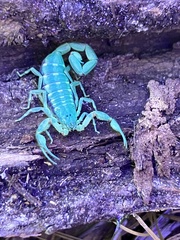 Hentz Striped Scorpion