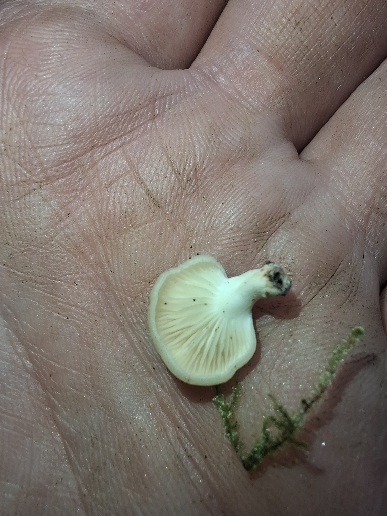 Oudemansiella australis · April 2025 · photo: © armillariabianca (iNaturalist, cc0)