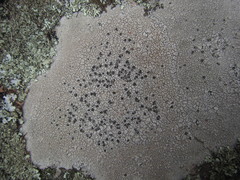Lecanora demersa