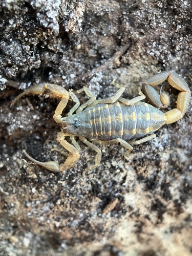 Hentz Striped Scorpion photo 3