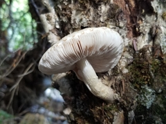 Pluteus leucoborealis