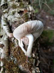 Pluteus leucoborealis