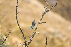 Chalcostigma stanleyi