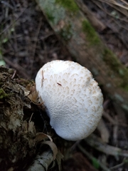 Pluteus leucoborealis