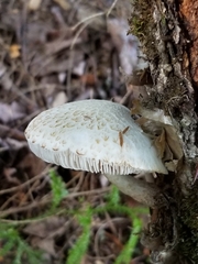Pluteus leucoborealis