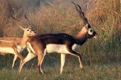 Antilope cervicapra
