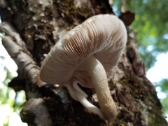 Pluteus leucoborealis