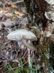 Pluteus leucoborealis