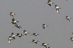 Limosa limosa