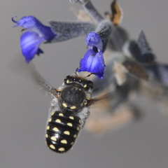 Anthidium maculosum