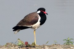 Vanellus indicus