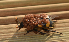 Nicrophorus interruptus